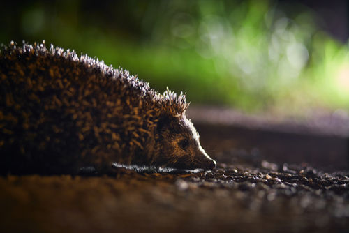 Egel in de nacht