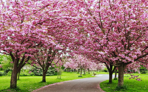 Kersenboom