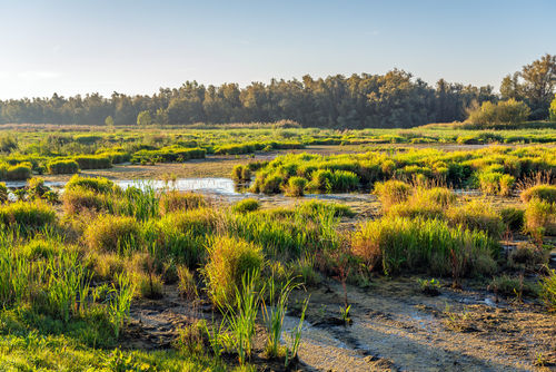 Harde cijfers over natuur en biodiversiteit initiatieven