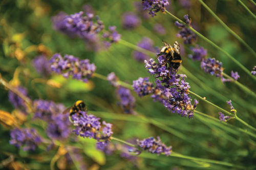'Vergroten biodiversiteit is niet zo moeilijk'