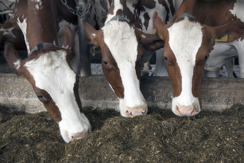 'Oplossingen voor afvang stikstof en ammoniak voorhanden'