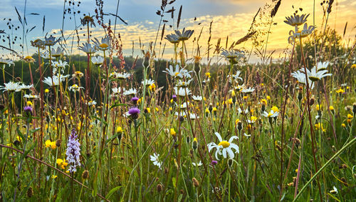 Biodiversiteit aan de basis van klimaatadaptatie