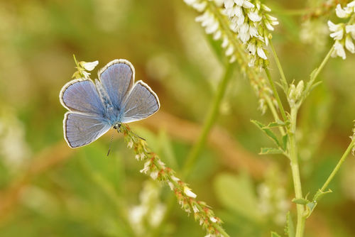 Groenketen maakt werk van circulair en duurzaam groenbeheer
