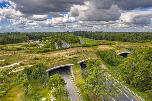 Faunapassages dragen bij aan biodiversiteit, volgens onderzoek
