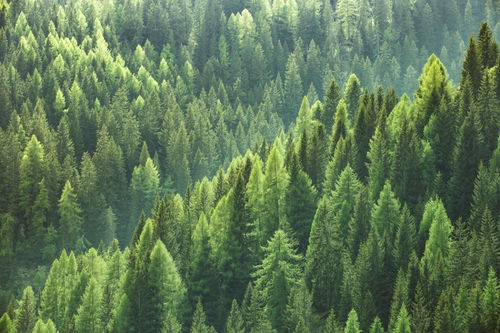 Ecosysteemdiensten