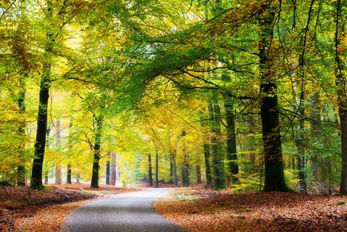 i-Tree leert ons baten van bomen waarderen