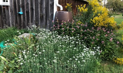 Hoogheemraadschap van Delfland investeert in Klimaat(krachtige) tuin