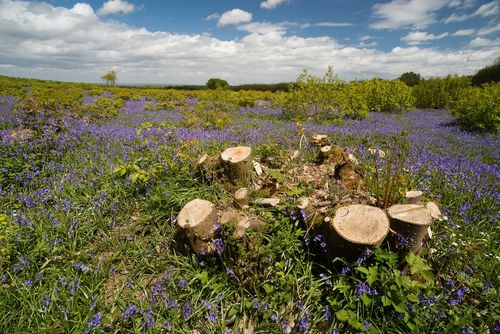 Minder CO2 door hout dat zichzelf vernieuwt