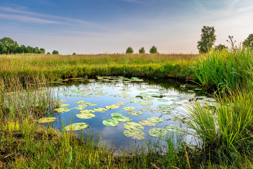 CBS en WUR onderzoeken waarde van natuurlijk kapitaal