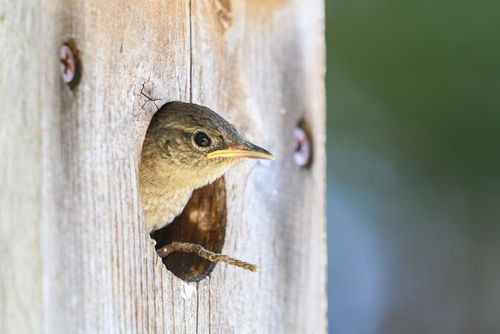 Leren van natuurinclusieve woonwijken