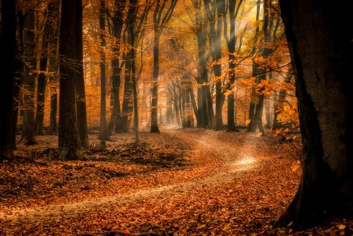 Klimaatslim bosbeheer helpt CO2 drastisch omlaag