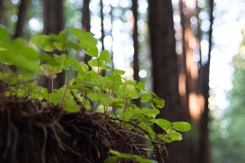 Vijf nieuwe locaties voor een tiny forest in Almere