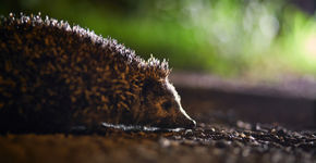 Egel in de nacht