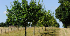 Agroforestry