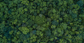 1 miljard hectare bos nodig tegen klimaatverandering