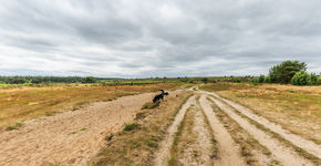 Rozendaalse Veld in Gelderland tijdens de droogte van 2018.