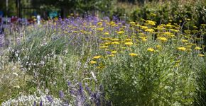 Groen: van volgend naar leidend 