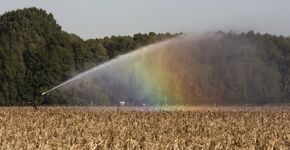 Kwetsbare natuur Vlaanderen gaat gebukt onder neerslagtekort