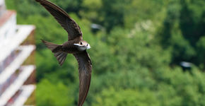 Vogelbescherming lanceert Award Natuurinclusief Bouwen en Ontwerpen