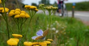 Van strak gemaaid gazon naar ruige bloemenvelden