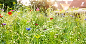 De Omgevingswet: kansen voor natuurinclusief bouwen 