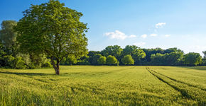 1% meer bomen per jaar. Hoe dan?