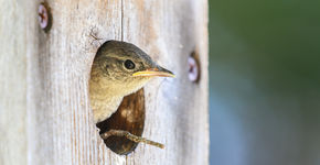 Leren van natuurinclusieve woonwijken