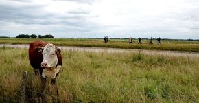 Tijdelijke Natuur maakt natuurwaarde zichtbaar