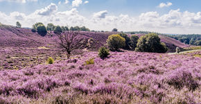 Ook zonder landbouw te veel stikstof in natuurgebieden