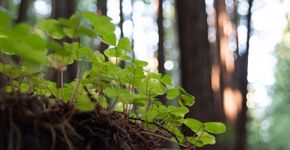 Vijf nieuwe locaties voor een tiny forest in Almere