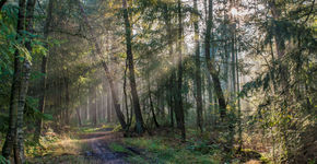 Veluwe mogelijk deels op slot voor biodiversiteit