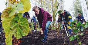 Webinar: ‘Tiny Forest: klein bos, groot avontuur’